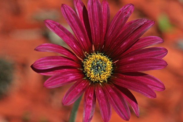 dark red daisy flower.jpg