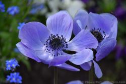 Purple Anemone Coronaria Flowers of Schwerin Germany.jpg