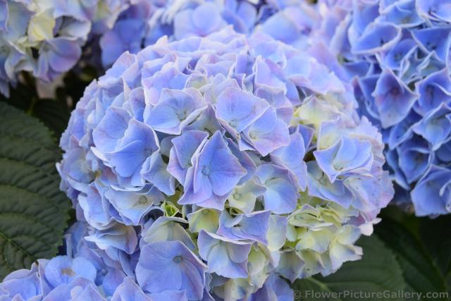 Finnish Lavender Hydrangea Flowers seen in Helsinki.jpg