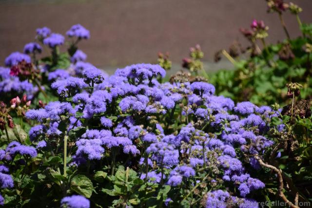 Purple Fuzzy Flowers in Ponta Delgada Azores.jpg