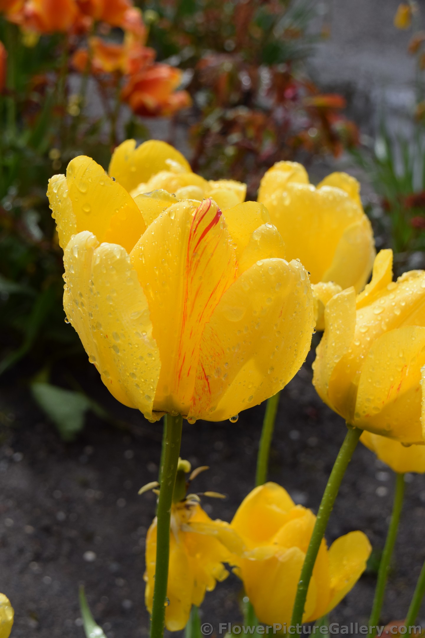 Close-Up of Yellow Tulip with Red Stripes with Rain Drops.jpg