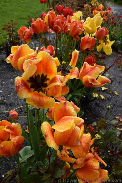 Red Orange Tulips of Bergen Norway.jpg