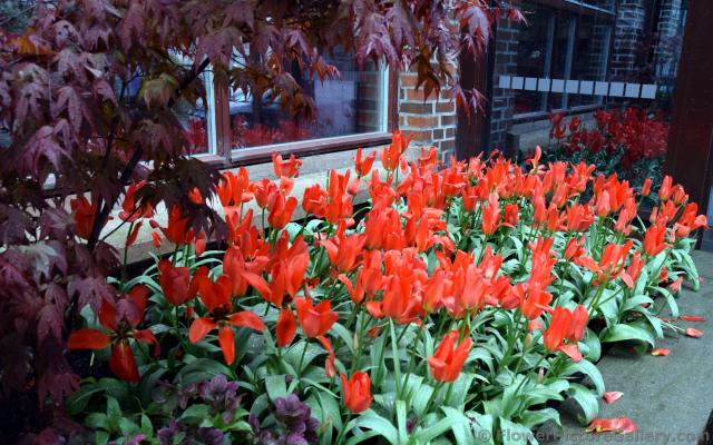 Red Tulips next to Red Japanese Maple Tree in Bergen Norway.jpg