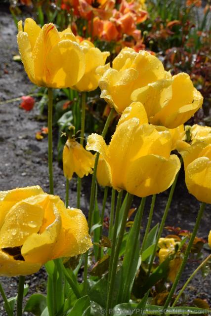 Yellow Tulips with Rain Drops from Bergen Norway.jpg