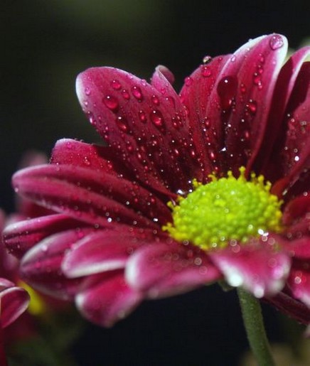 dark red daisy flower with green eye.jpg