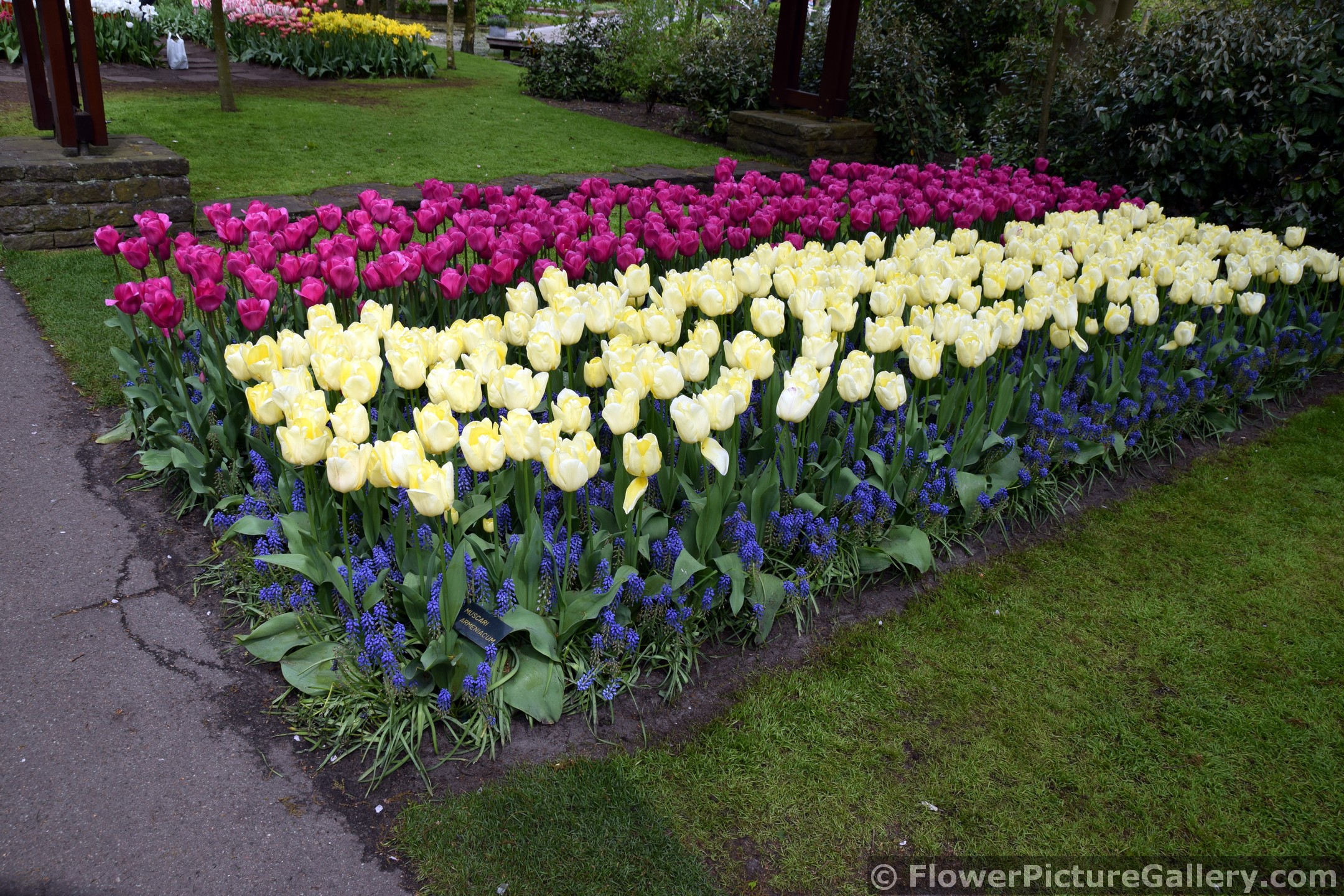 Group of Magenta Tulips with Yellow Ones.jpg