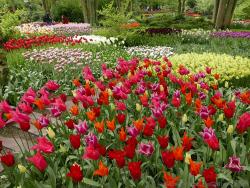 Keukenhof Garden Pictures Gallery