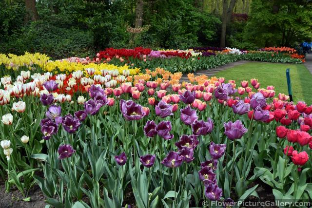 Huge Variety of Beautiful Tulips @ Keukenhof Gardens 2015.jpg