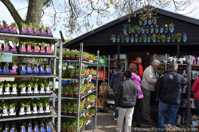 Keukenhof Gift Shop with Clog Planters.jpg