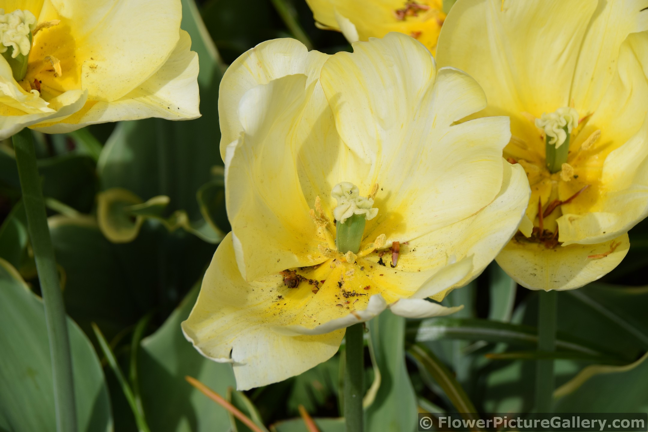 Sweet Present Light Yellow Tulip .jpg