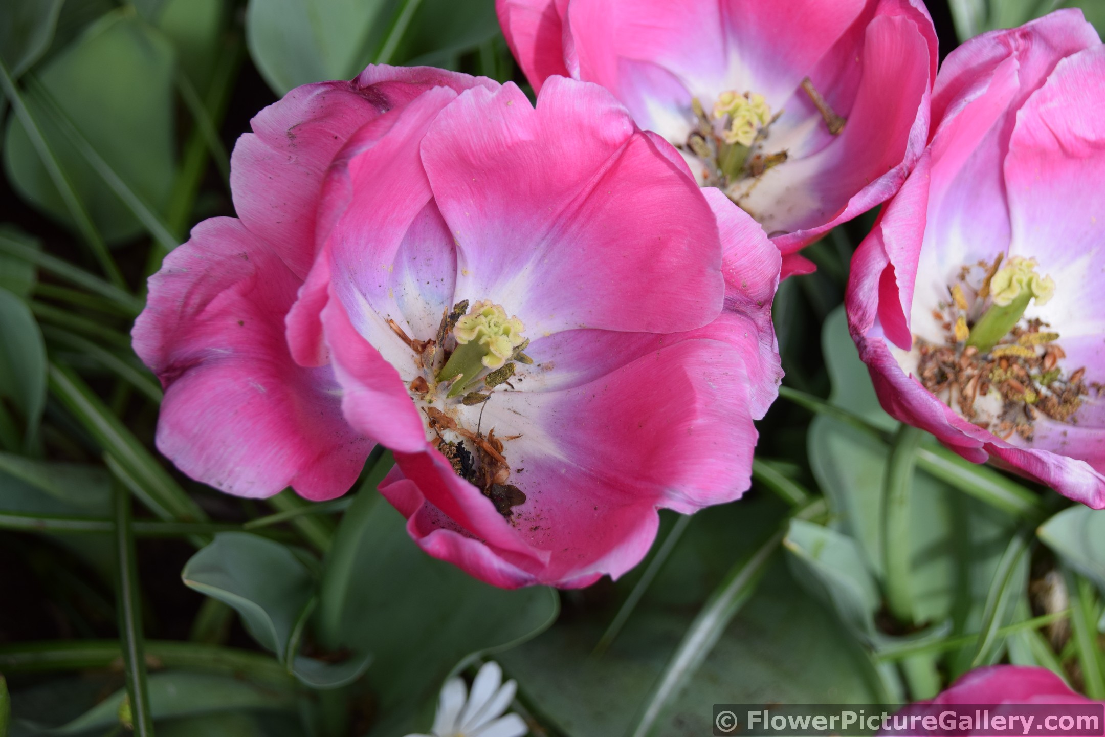 Carola Pink and White Tulips.jpg