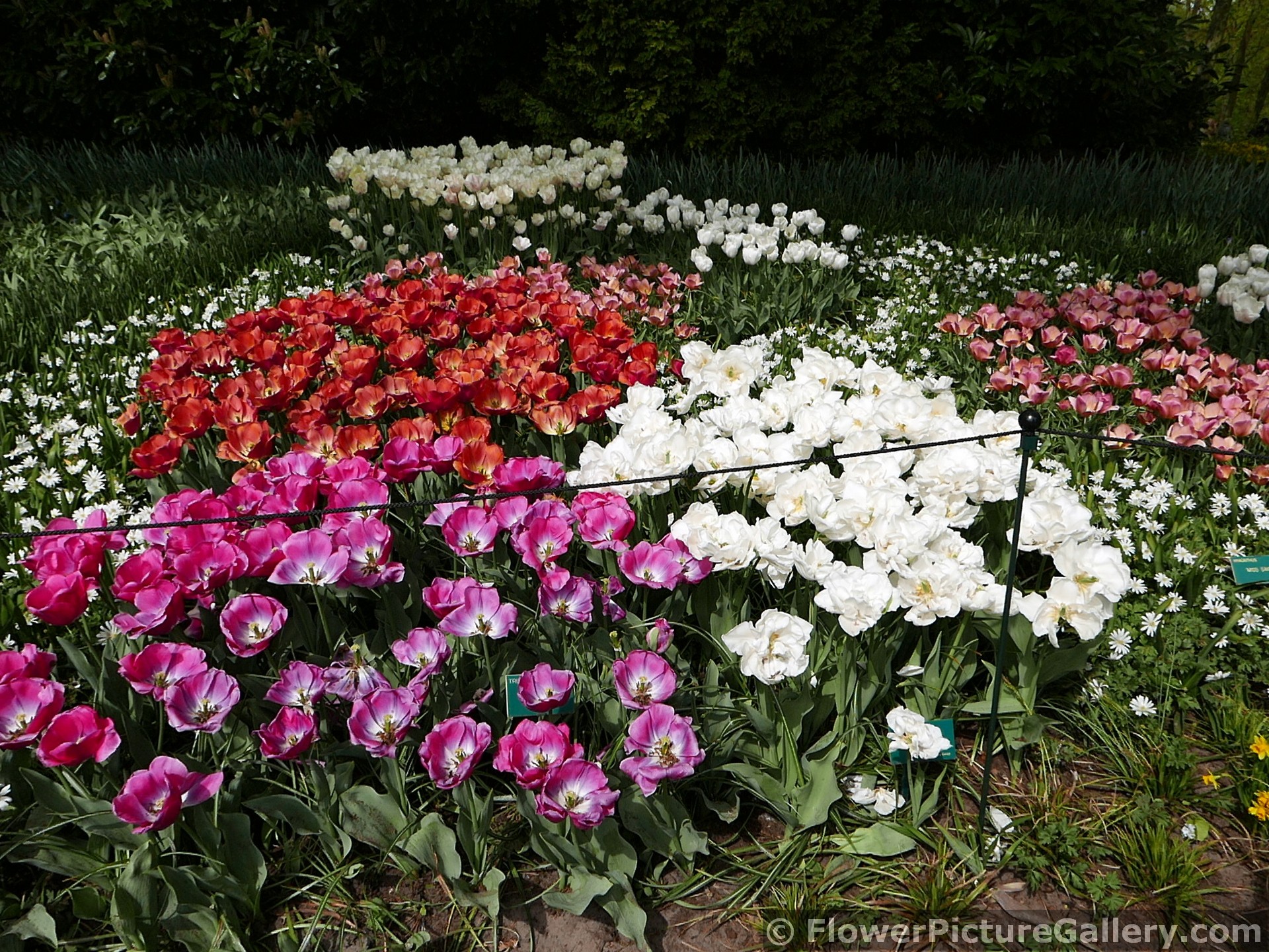 Group of Red White and Purple Tulips @ Keukenhof.jpg