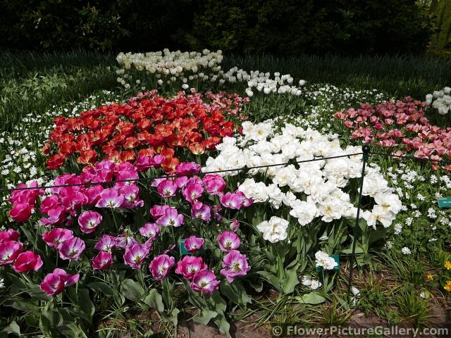 Group of Red White and Purple Tulips @ Keukenhof.jpg