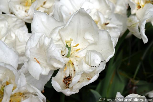 Tulipa Mondial White Tulips of Keukenhof.jpg