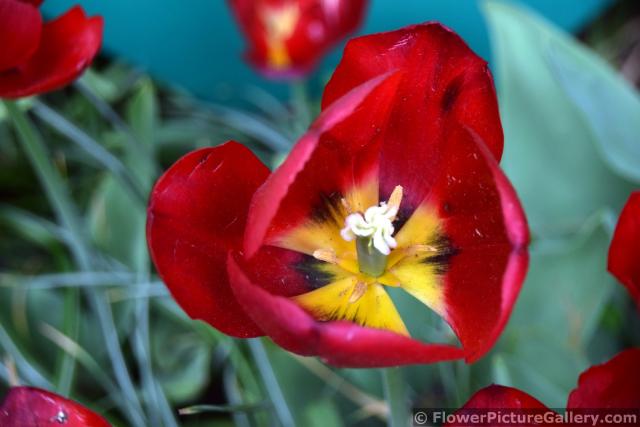 Red Present Triumph Tulips of Keukenhof.jpg