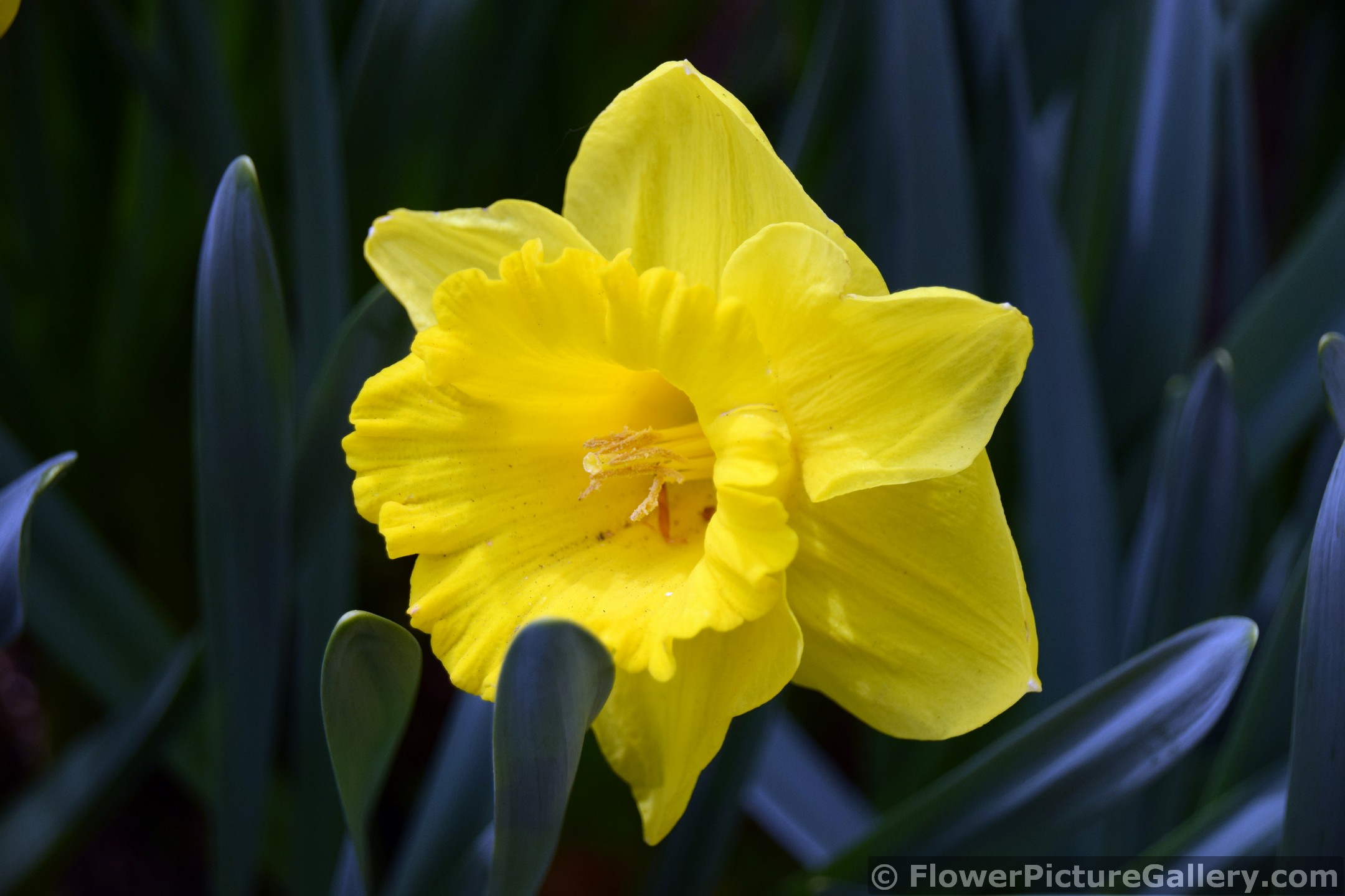 Yellow River Narcissus Flower of Keukenhof.jpg