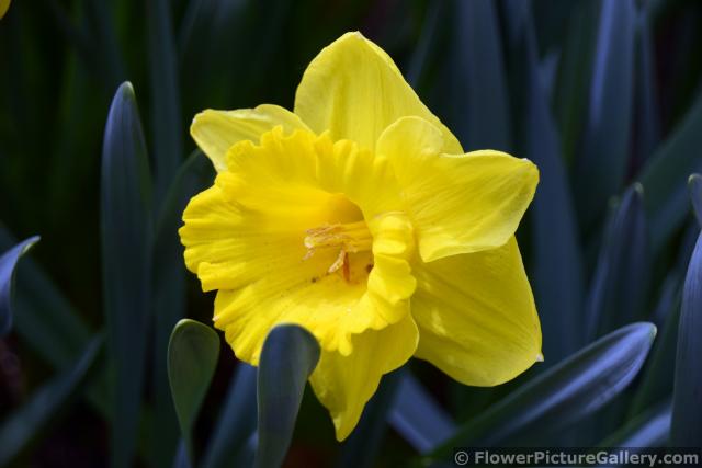 Yellow River Narcissus Flower of Keukenhof.jpg