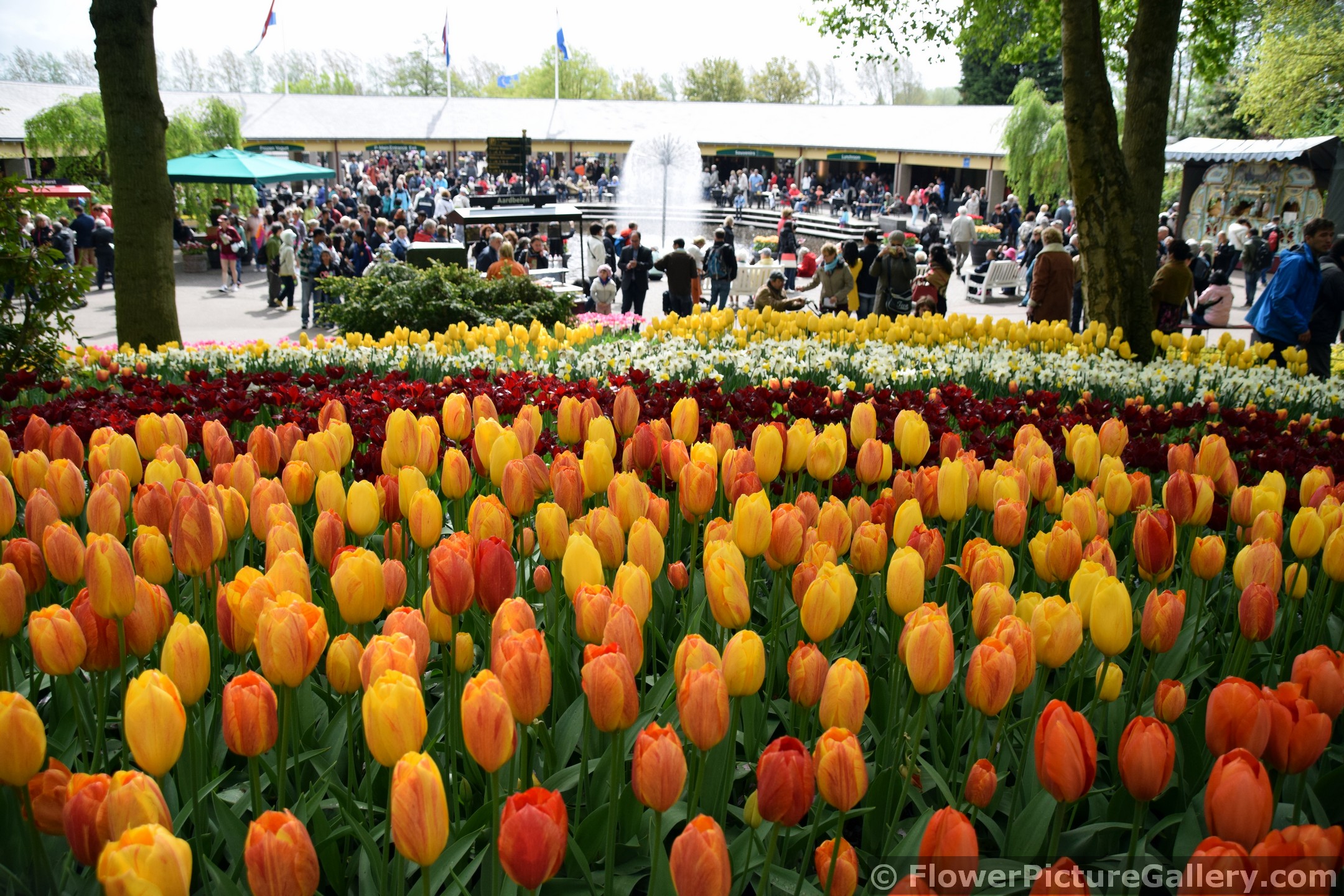 Tulips Fields of Keukenhof near Entrance Area.jpg