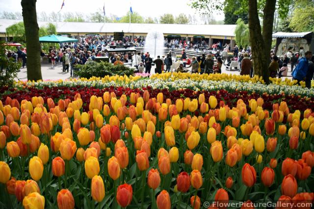 Tulips Fields of Keukenhof near Entrance Area.jpg
