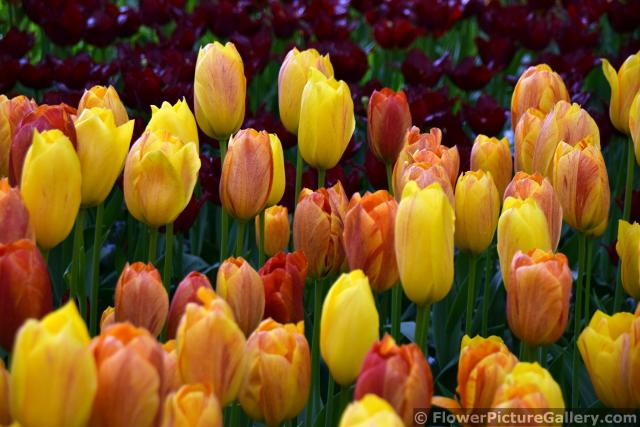 Red and Yellow Tulips plus Hybrids in a Group @ Keukenhof.jpg
