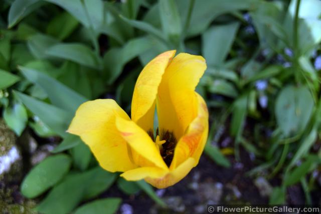 Yellow Tulip with red accents @ Keukenhof.jpg