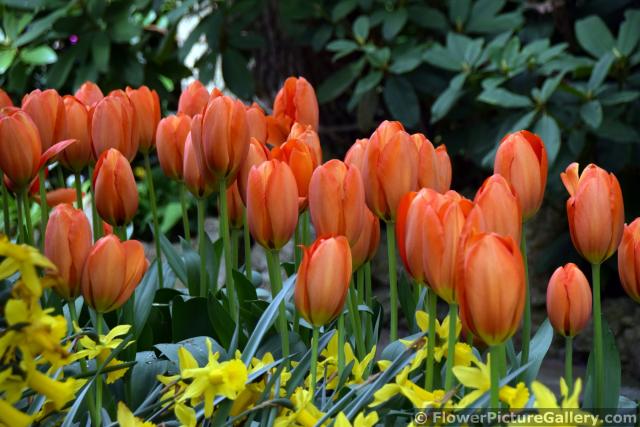 Orange Tulips with Yellow Flowers @ Keukenhof.jpg