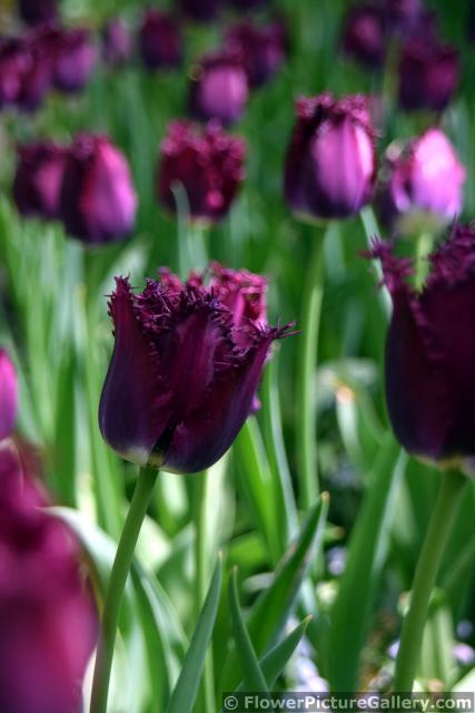 Purple Tulips @ Keukenhof.jpg