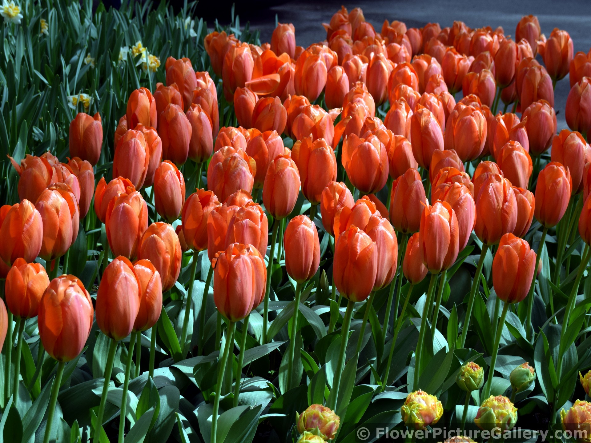 Bright Orange Tulips @ Keukenhof Gardens.jpg