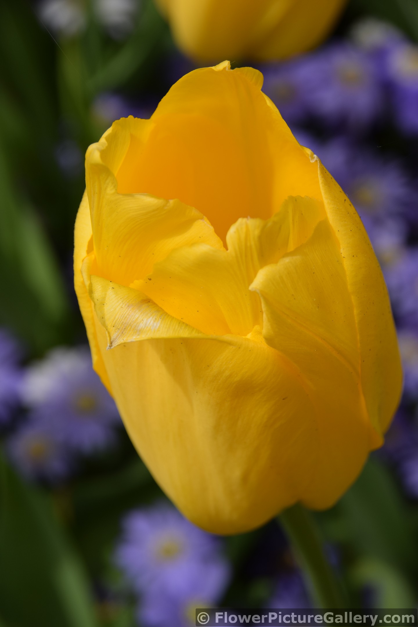 Yellow Tulip Close-Up Picture.jpg