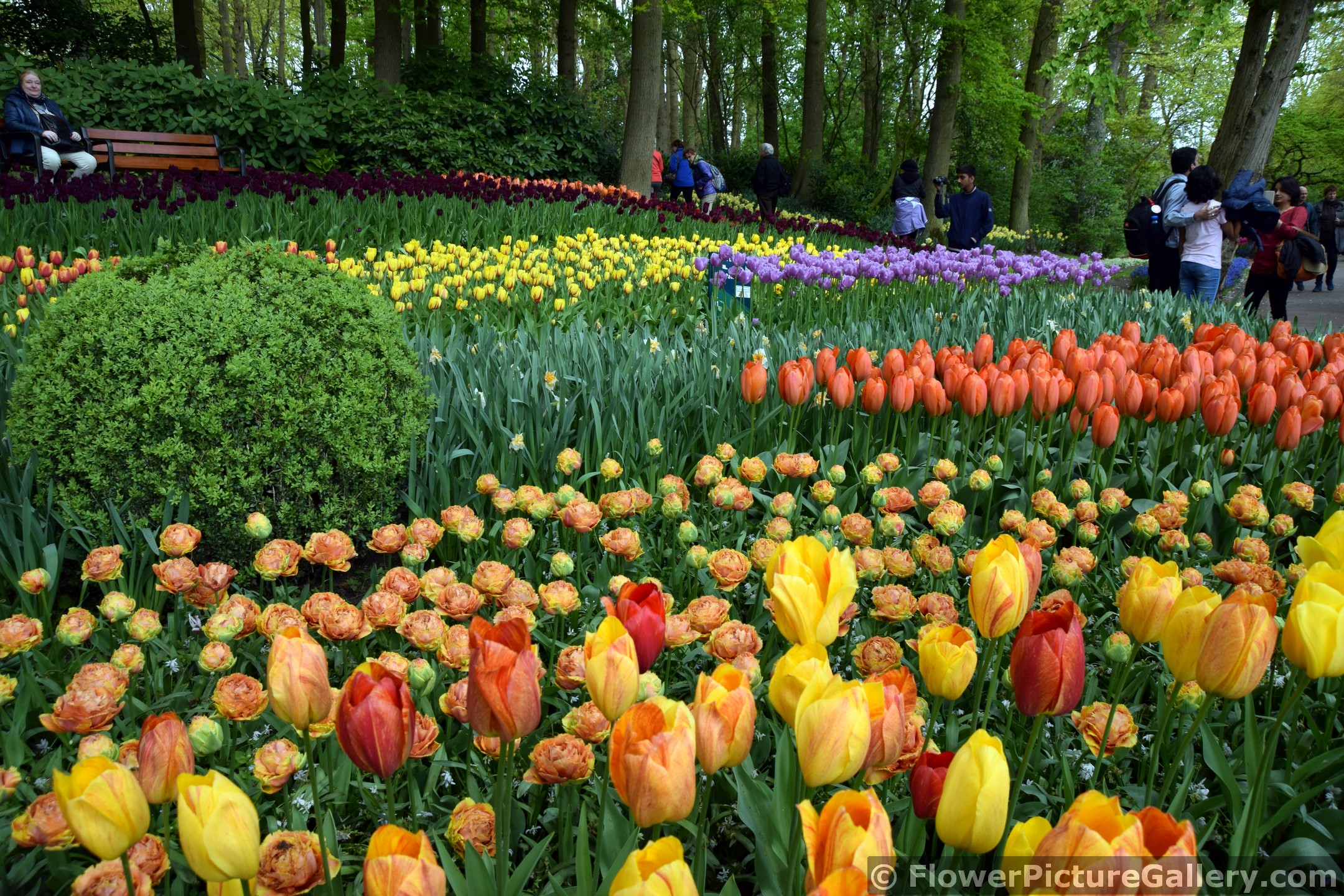 Fields of Tulips in Keukenhof 2015.jpg