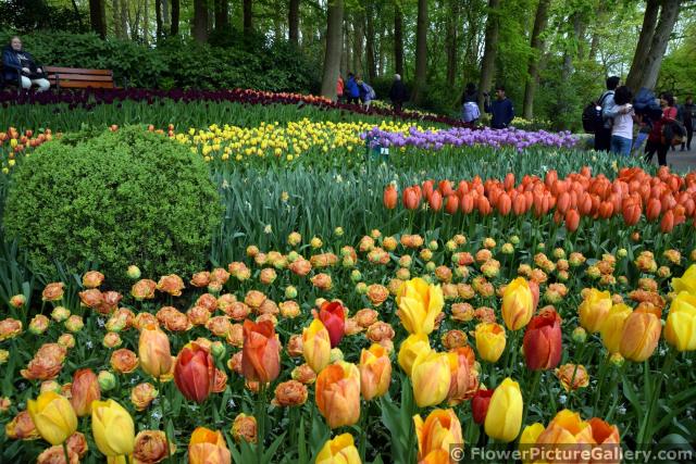 Fields of Tulips in Keukenhof 2015.jpg
