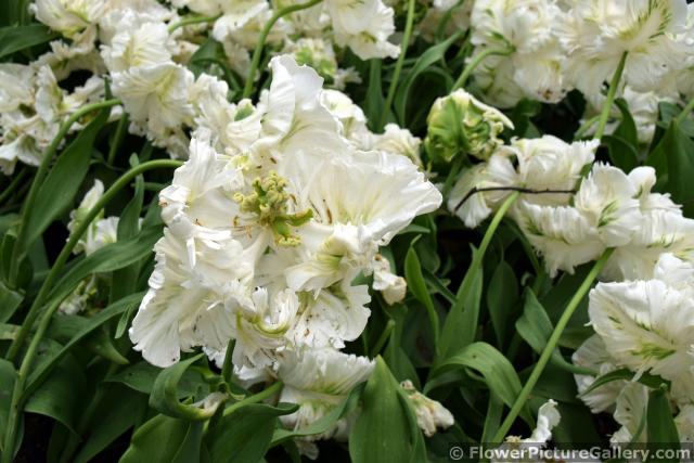White Super Parrot Tulips from Keukenhof Gardens 2015.jpg
