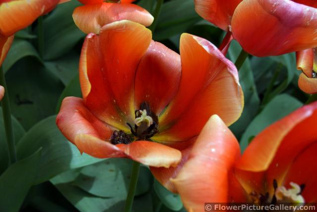 Ad Rem Darwin Hybrid Tulip in Dark Orange (Close-Up).jpg