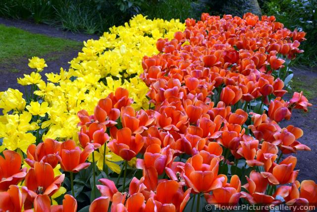 Ad Rem Darwin Hybrid Tulips Field next to Yellow Flowers.jpg