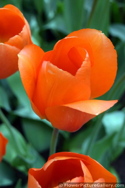 Lightning Sun Darwin Hybrid Tulips Close Up.jpg