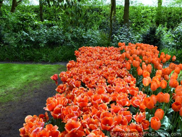Garden of Orange Tulips with Darwin Hybrids.jpg