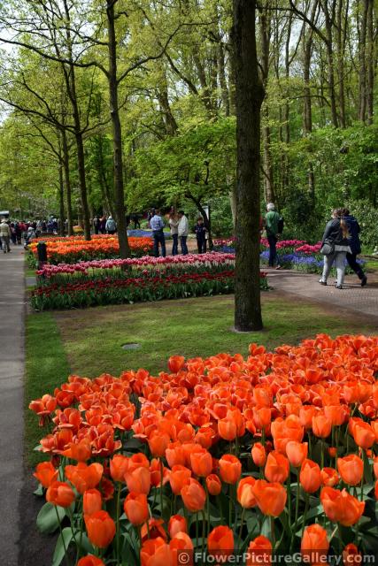 Gardens of Tulips @ Keukenhof 2015.jpg