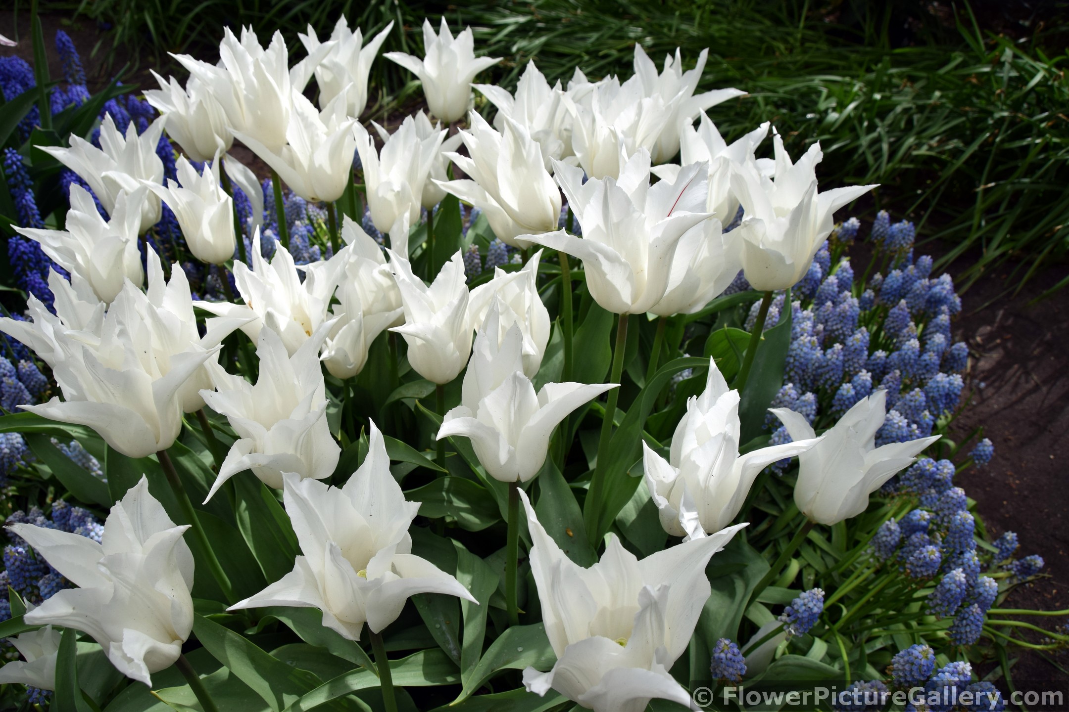 White Tres Chic Tulips with Purple Ocean Magic Muscari.jpg