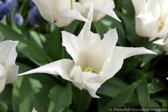 Tres Chic White Tulip Close-Up.jpg