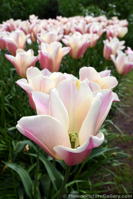 Beautiful White and Pink Tulips Garden of Keukenhof.jpg