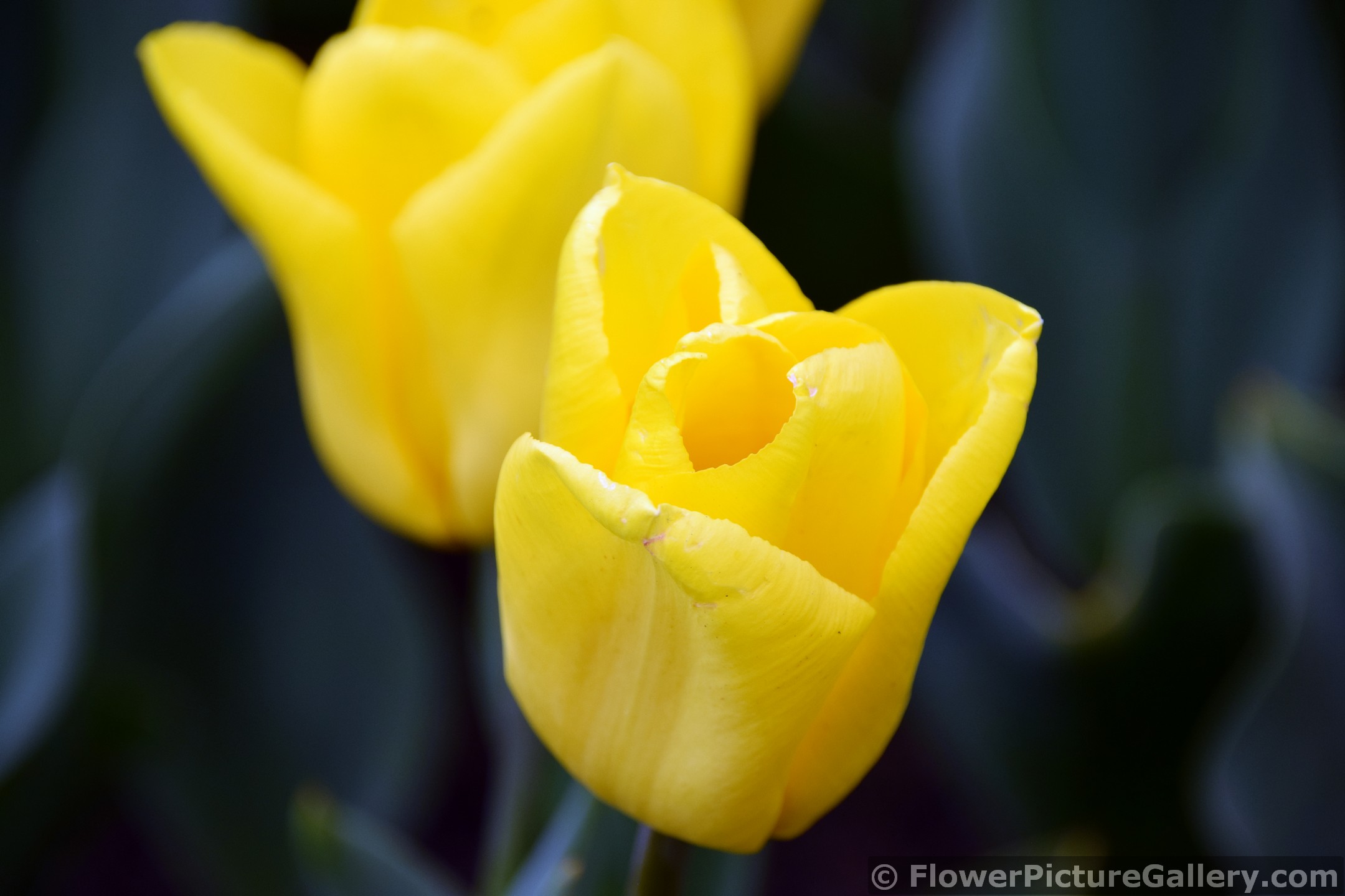 Yellow Flight Triumph Tulips Close Up.jpg