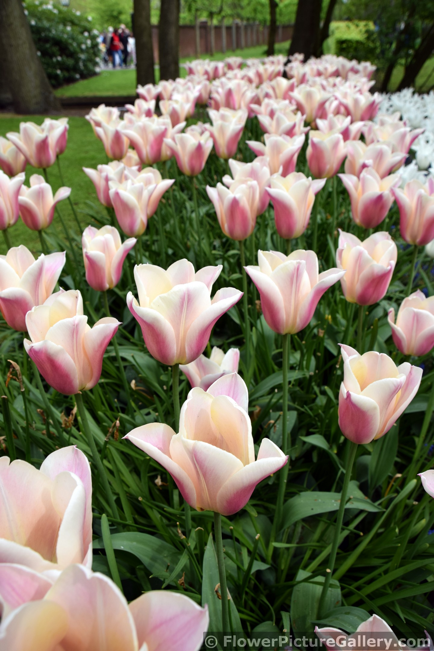 Sanne Tulips Field in Keukenhof Garden.jpg