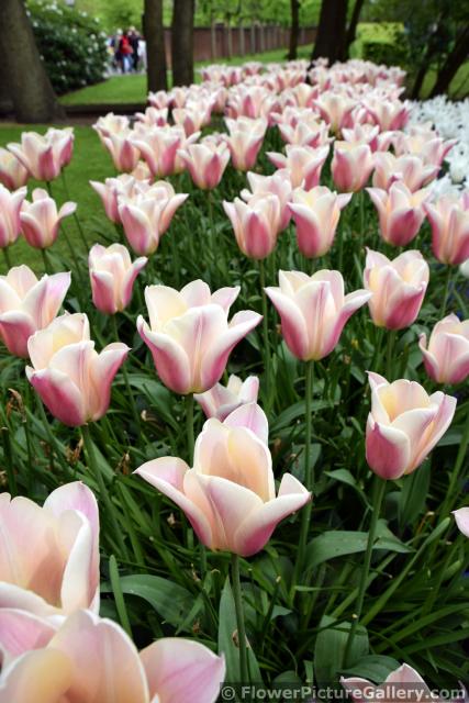 Sanne Tulips Field in Keukenhof Garden.jpg