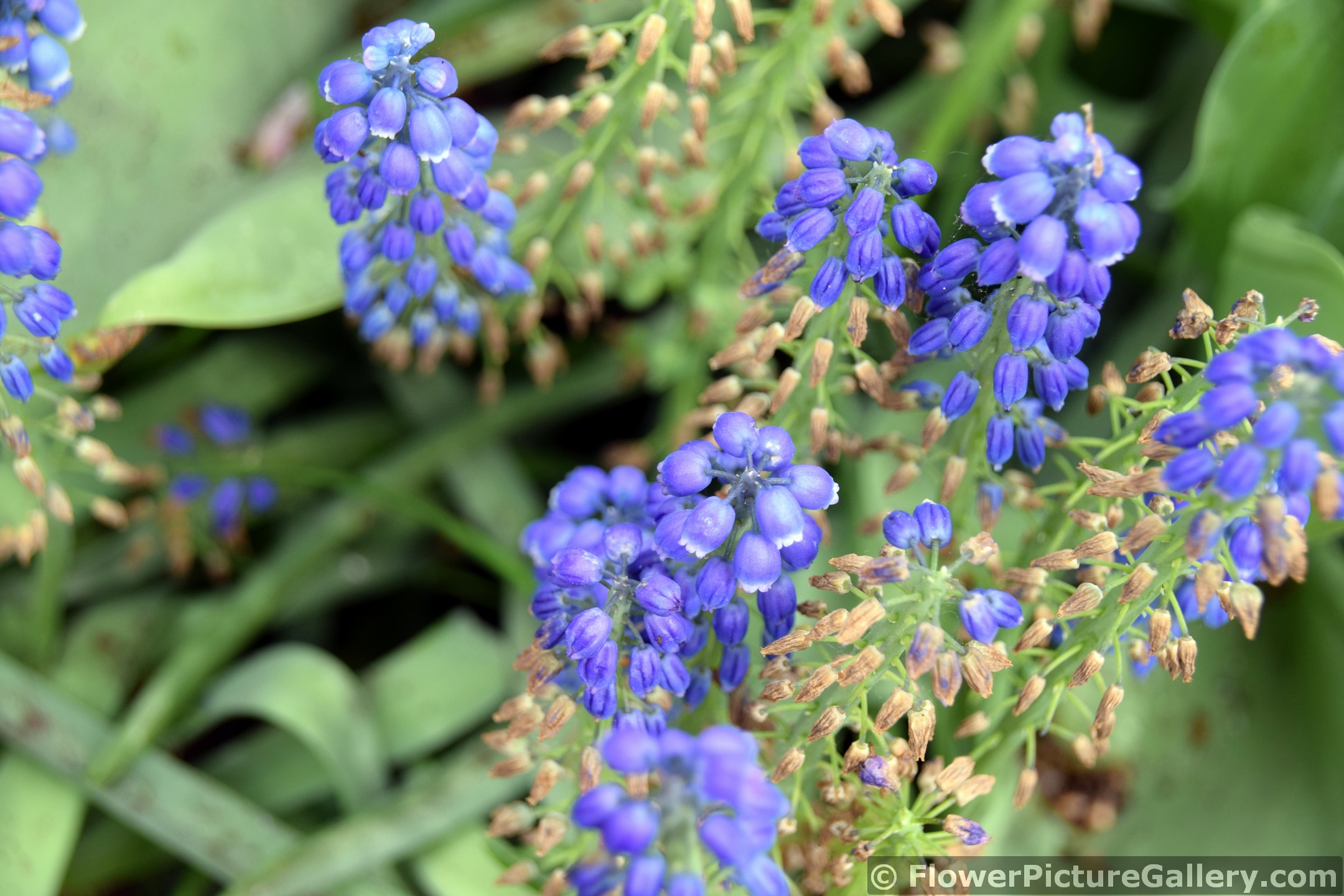 Big Smile Muscari Grape Hyacinth Flowers of Keukenhof Garden.jpg