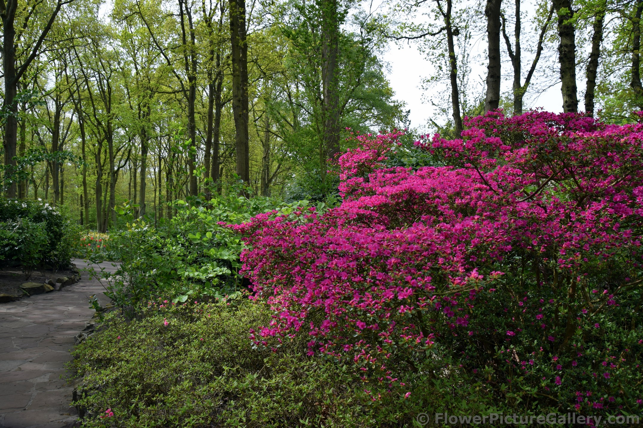 Magenta Flowers Amongst Trees @ Keukenhof.jpg