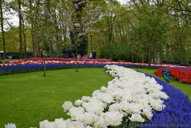 Curving Row of White Tulips with Ocean Magic Muscari.jpg