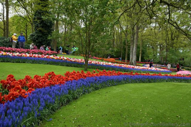 Beautiful Winding Rows of Flowers @ Keukenhof.jpg