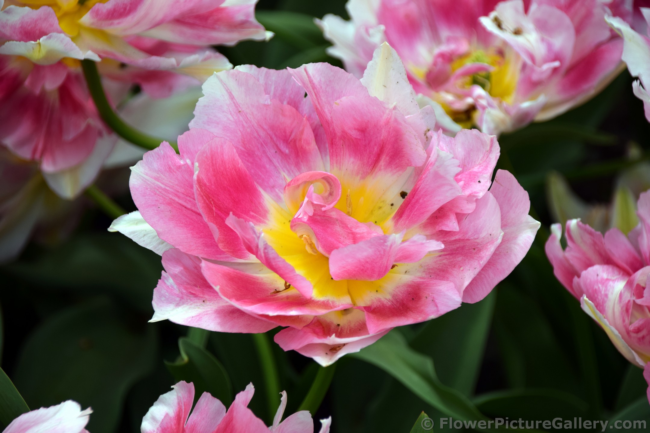 Dubbele Vroege Tulipa Tailleux Pink Flower Close-Up.jpg