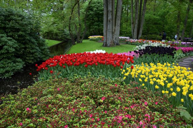Beautiful Tulip Gardens next to Stream @ Keukenhof.jpg