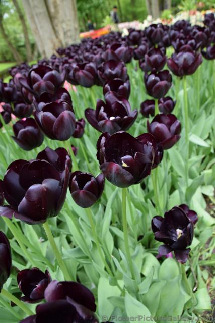 Enkele Late Tulipa Queen of Night Black Tulips.jpg